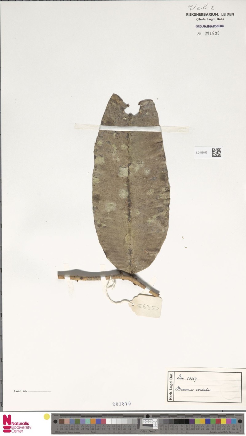 Mammea cordata