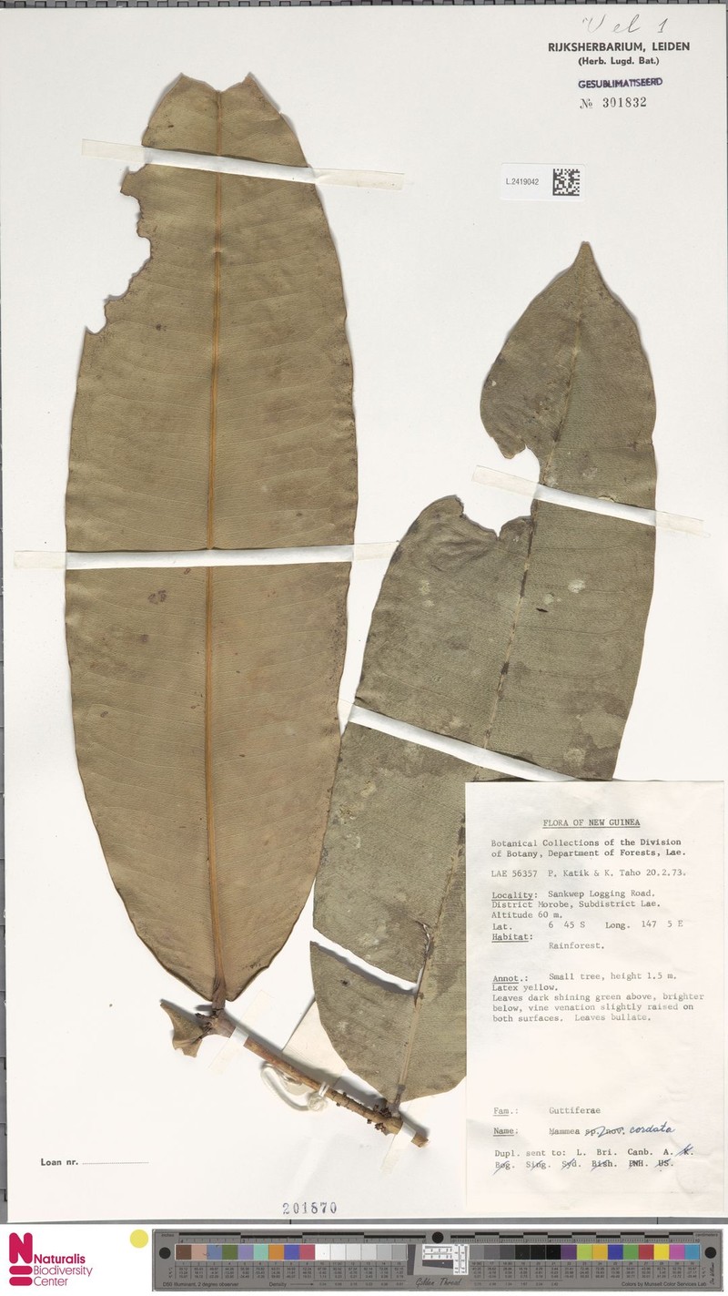 Mammea cordata photo 2