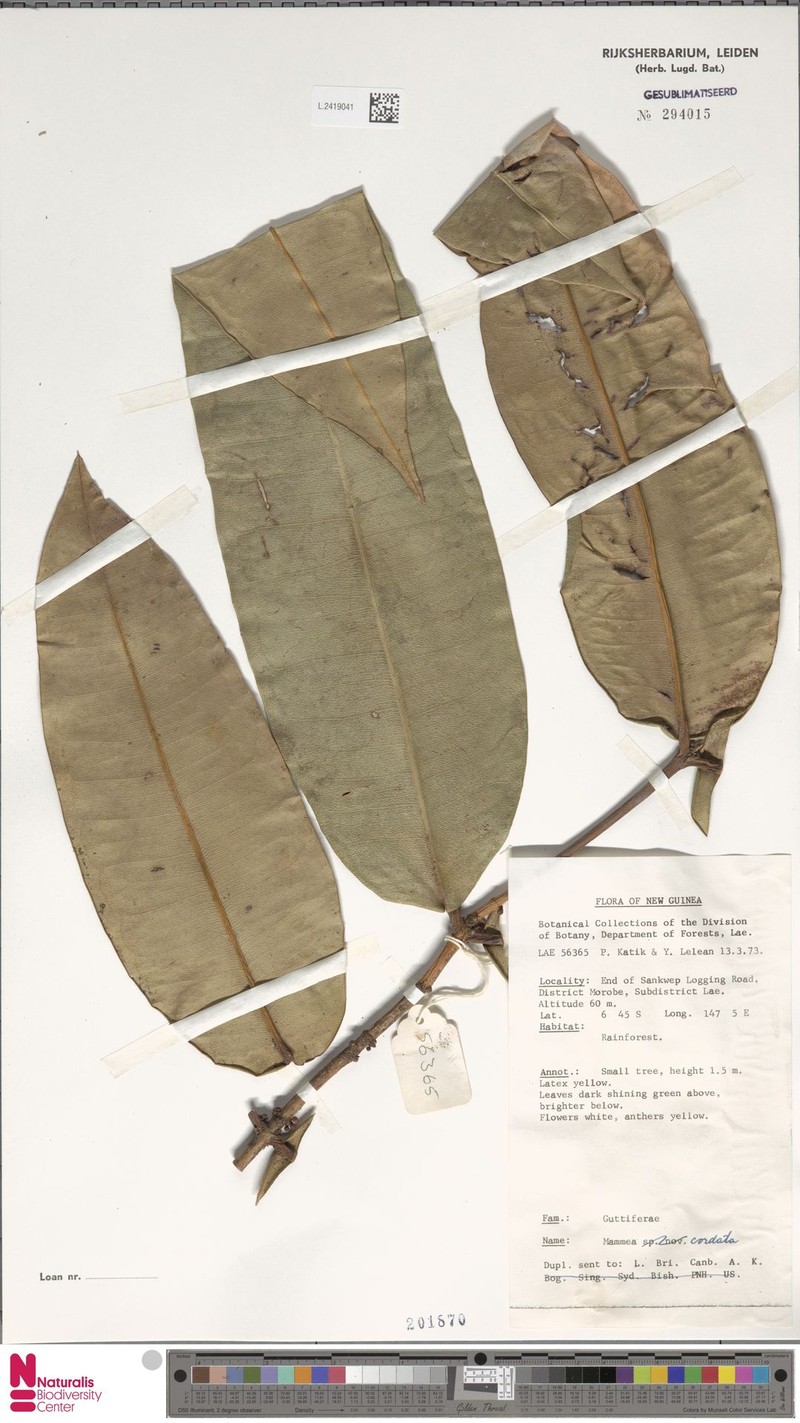 Mammea cordata photo 3