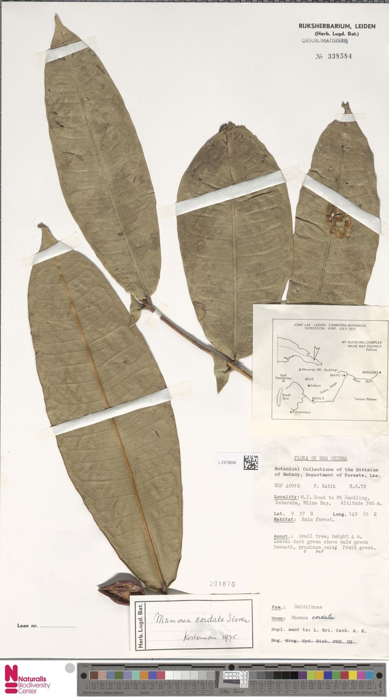 Mammea cordata photo 4