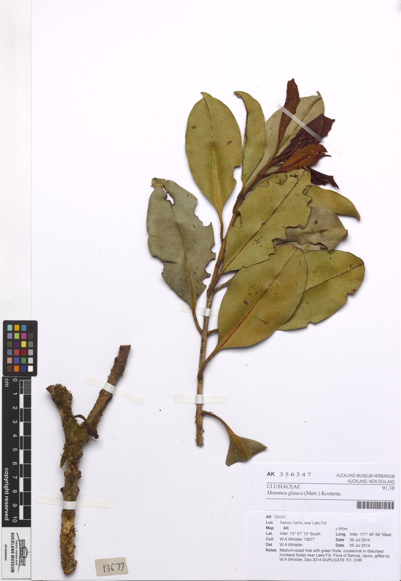Mammea glauca photo 2
