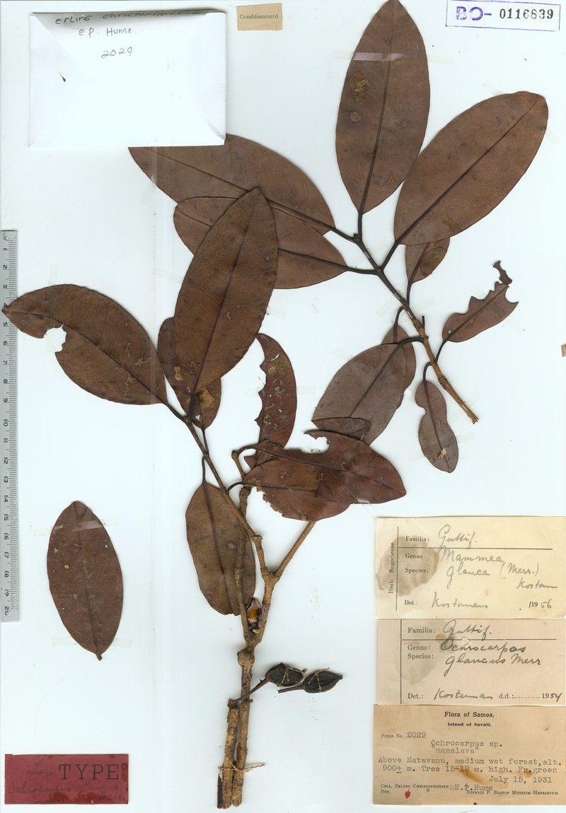Mammea glauca photo 3