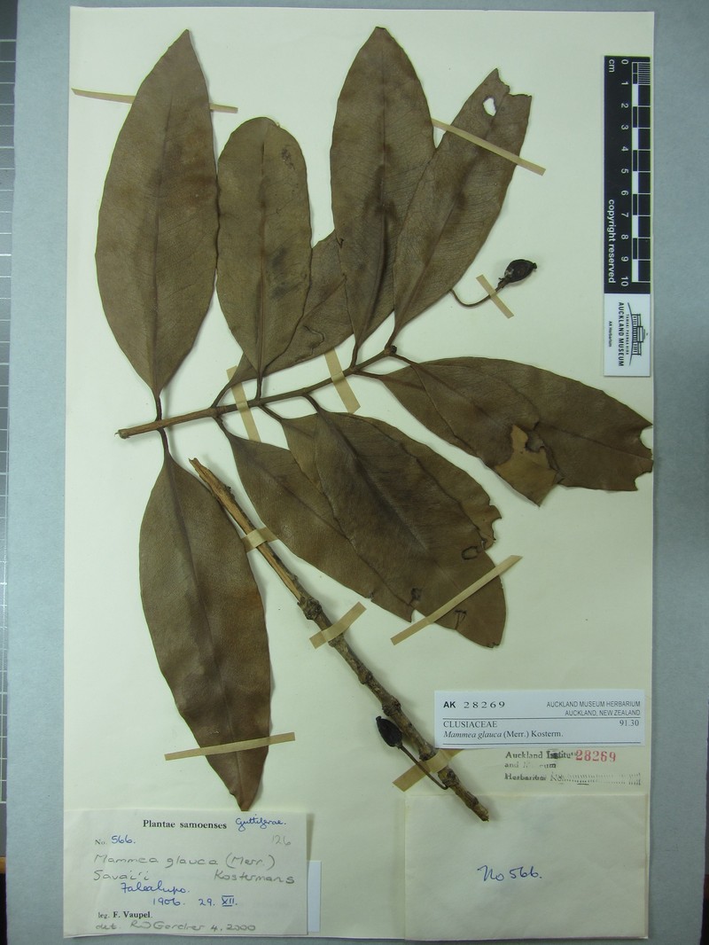 Mammea glauca