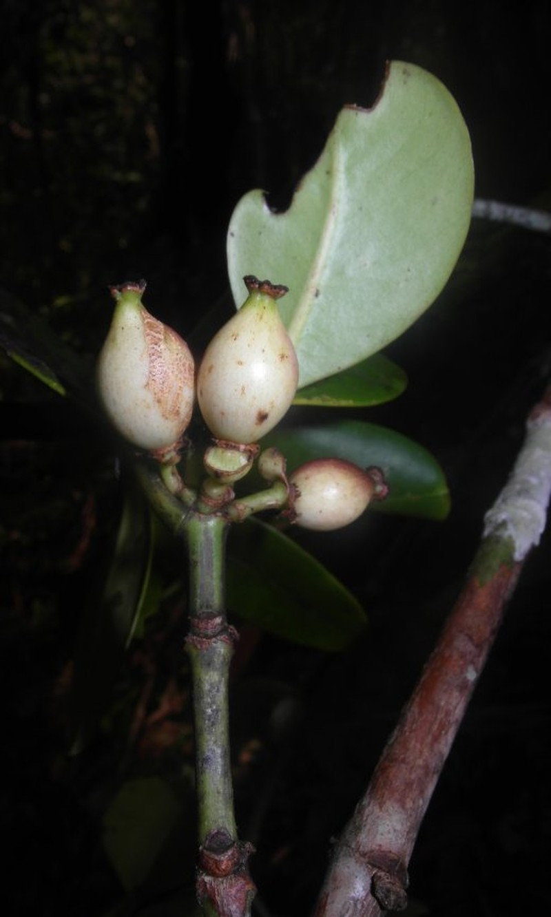 Mammea glaucifolia