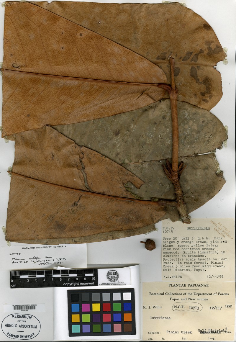 Mammea grandifolia