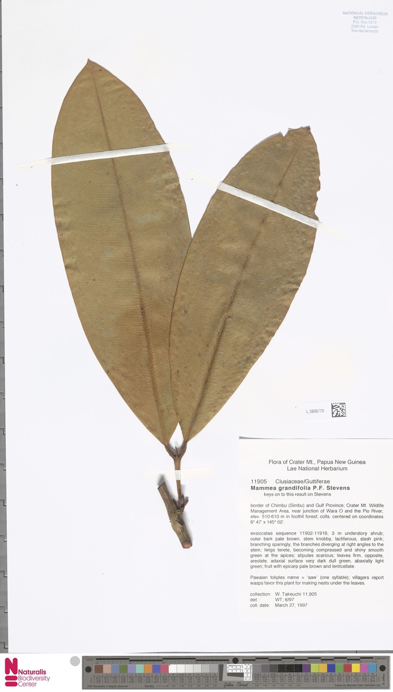 Mammea grandifolia photo 2