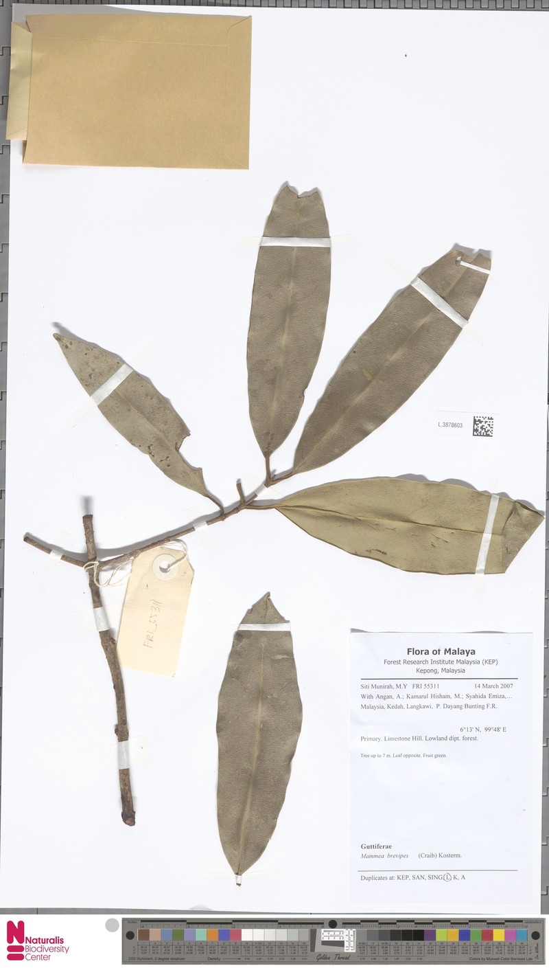 Mammea harmandii