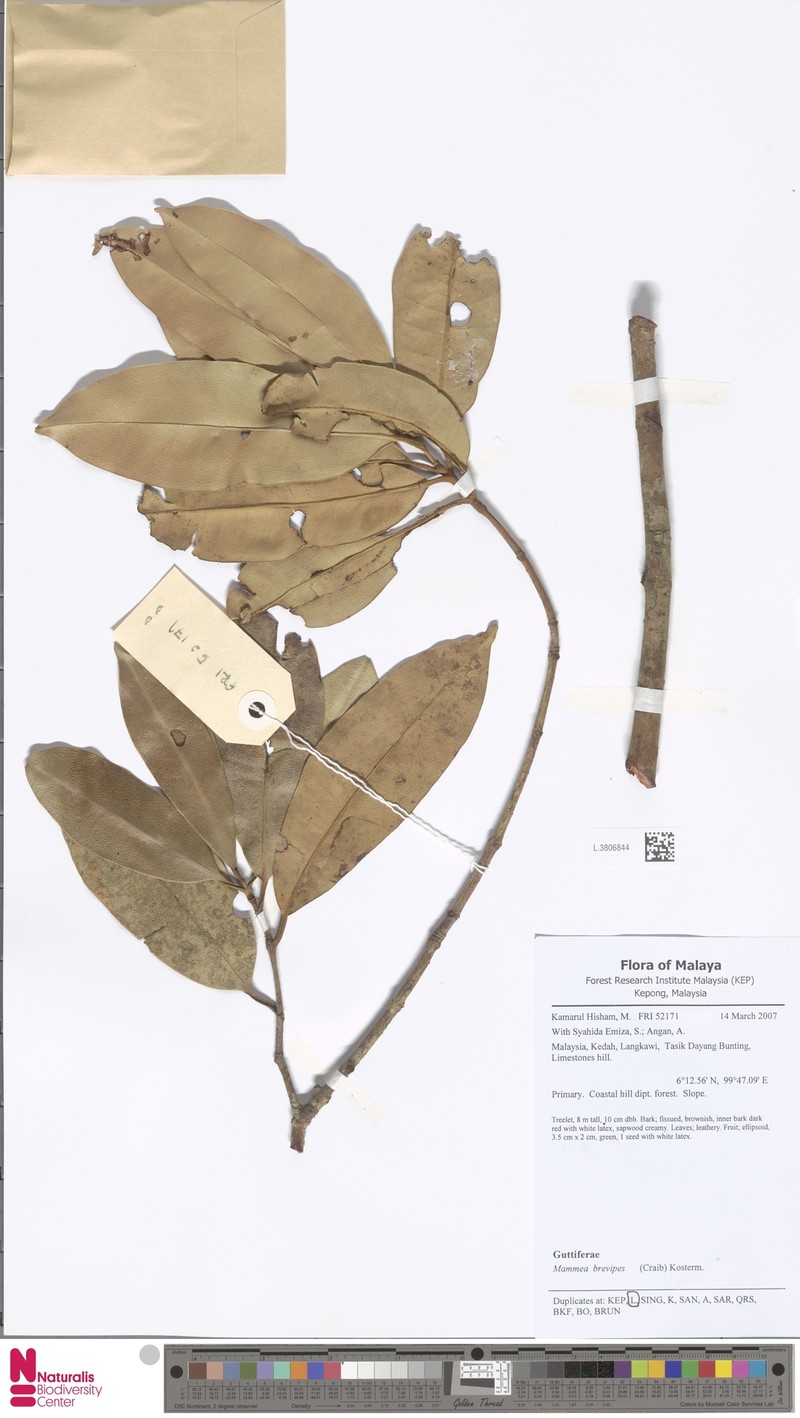 Mammea harmandii photo 2