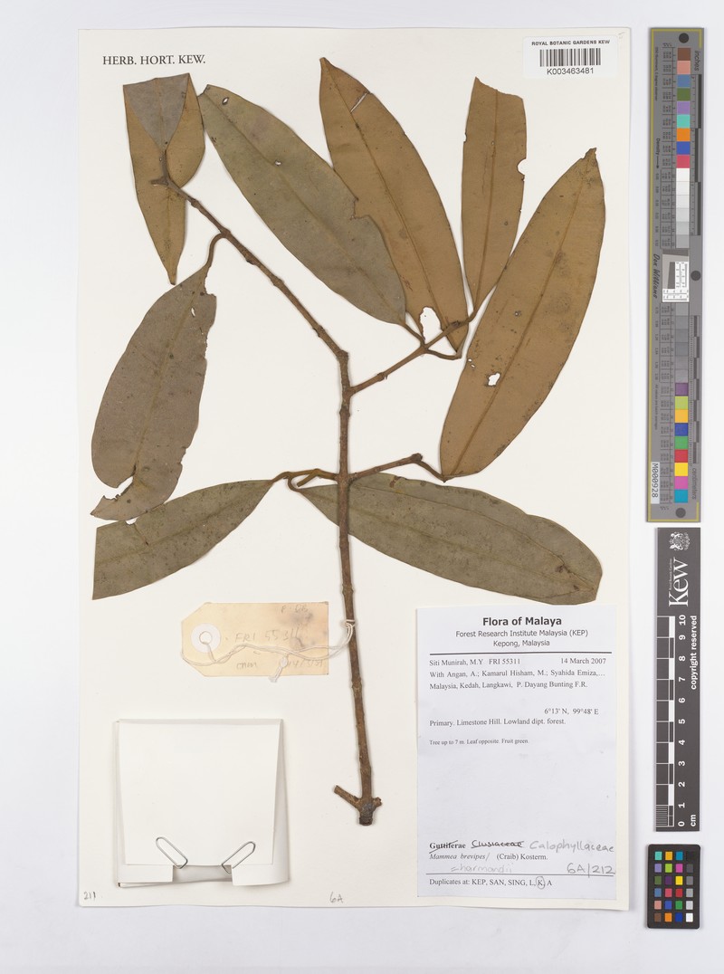 Mammea harmandii photo 3