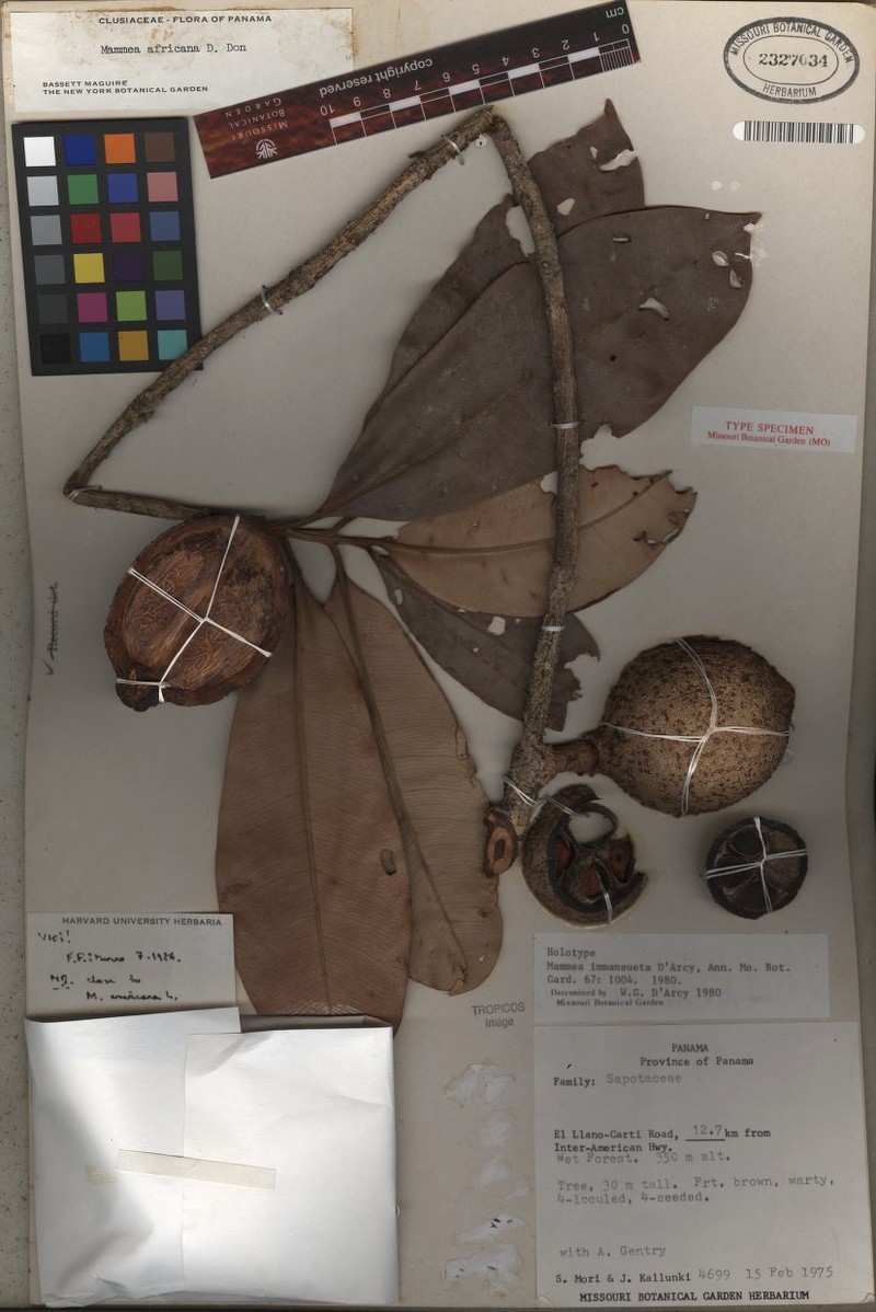Mammea immansueta