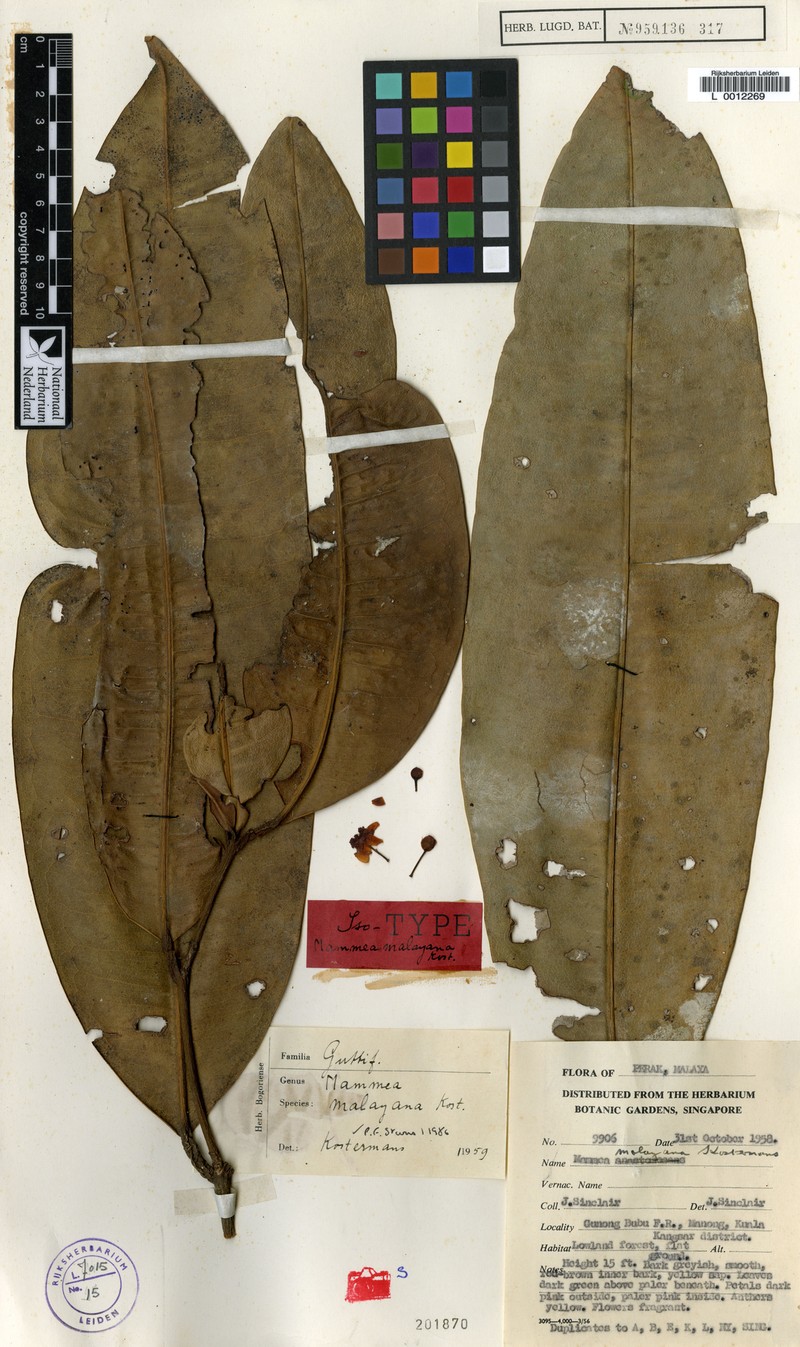 Mammea malayana