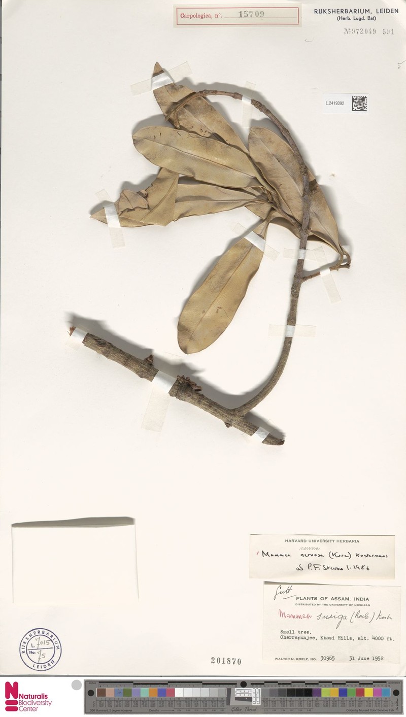 Mammea nervosa