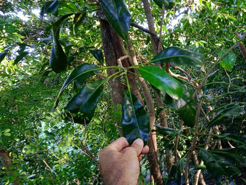 Mammea neurophylla