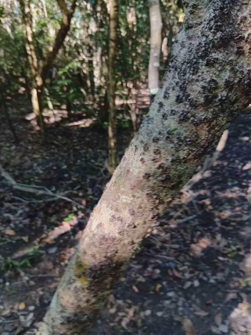 Mammea neurophylla photo 2
