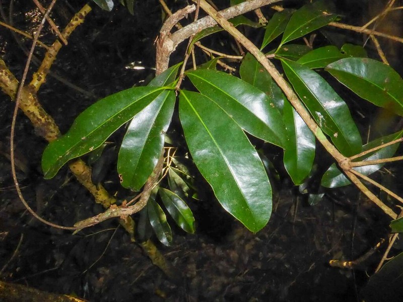 Mammea neurophylla photo 3