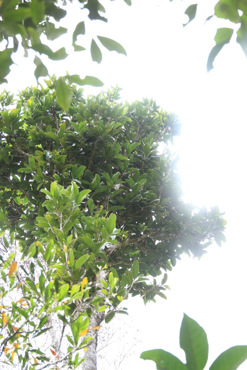 Mammea neurophylla photo 4