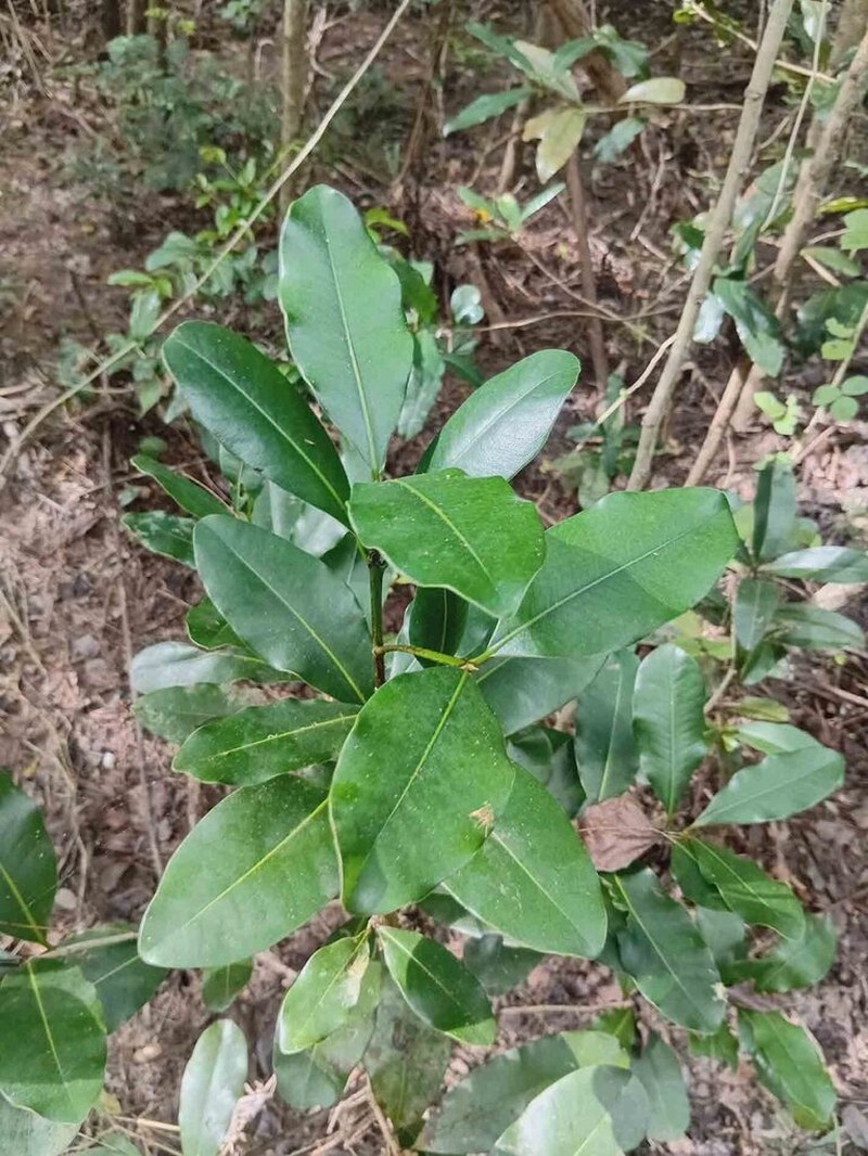Mammea neurophylla photo 5