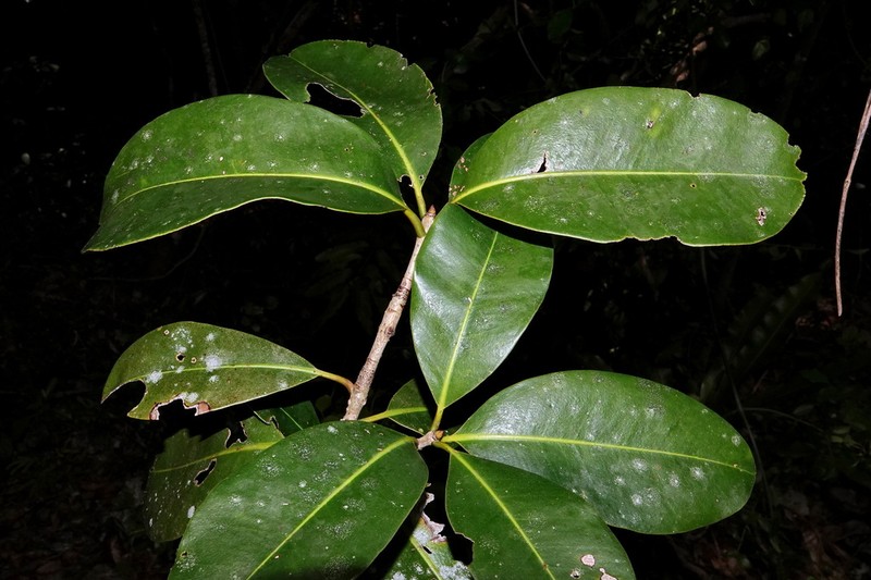 Mammea neurophylla photo 6