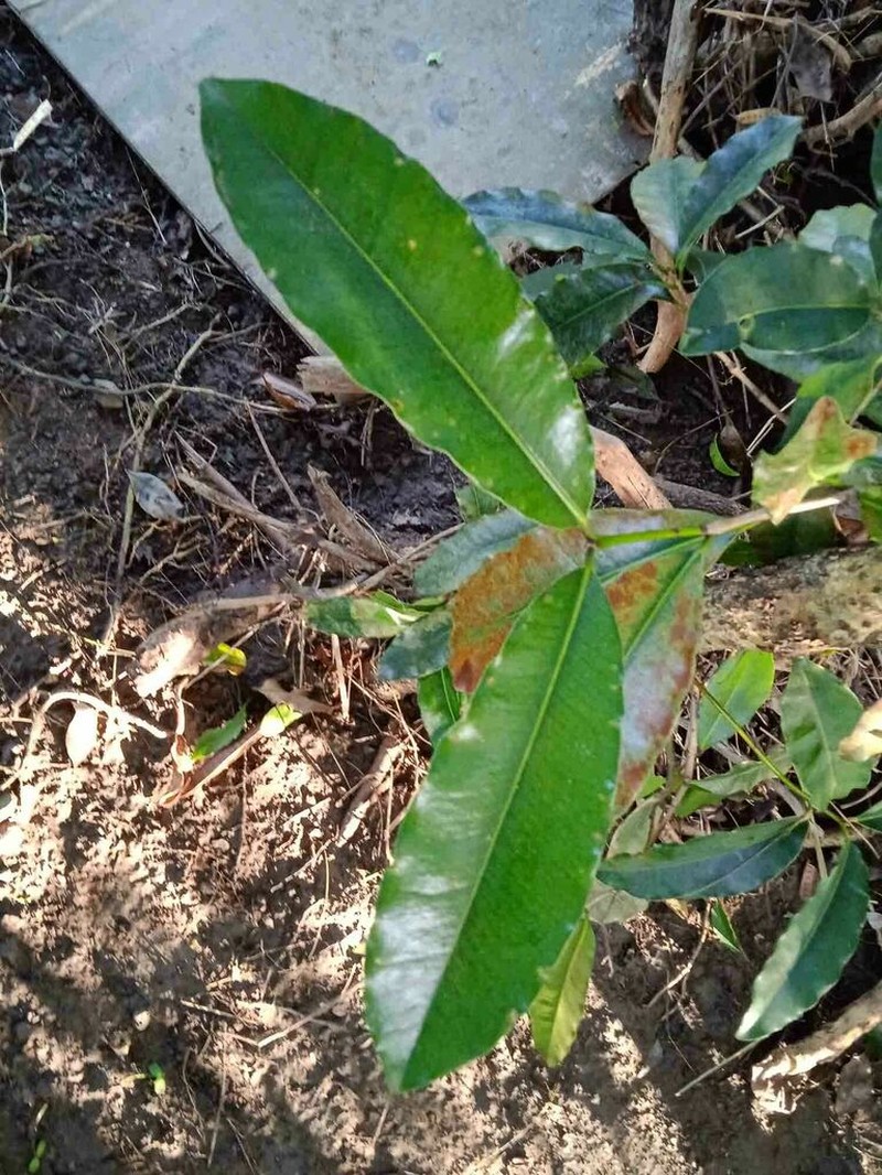 Mammea neurophylla photo 7