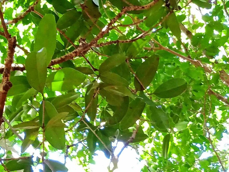Mammea neurophylla photo 8