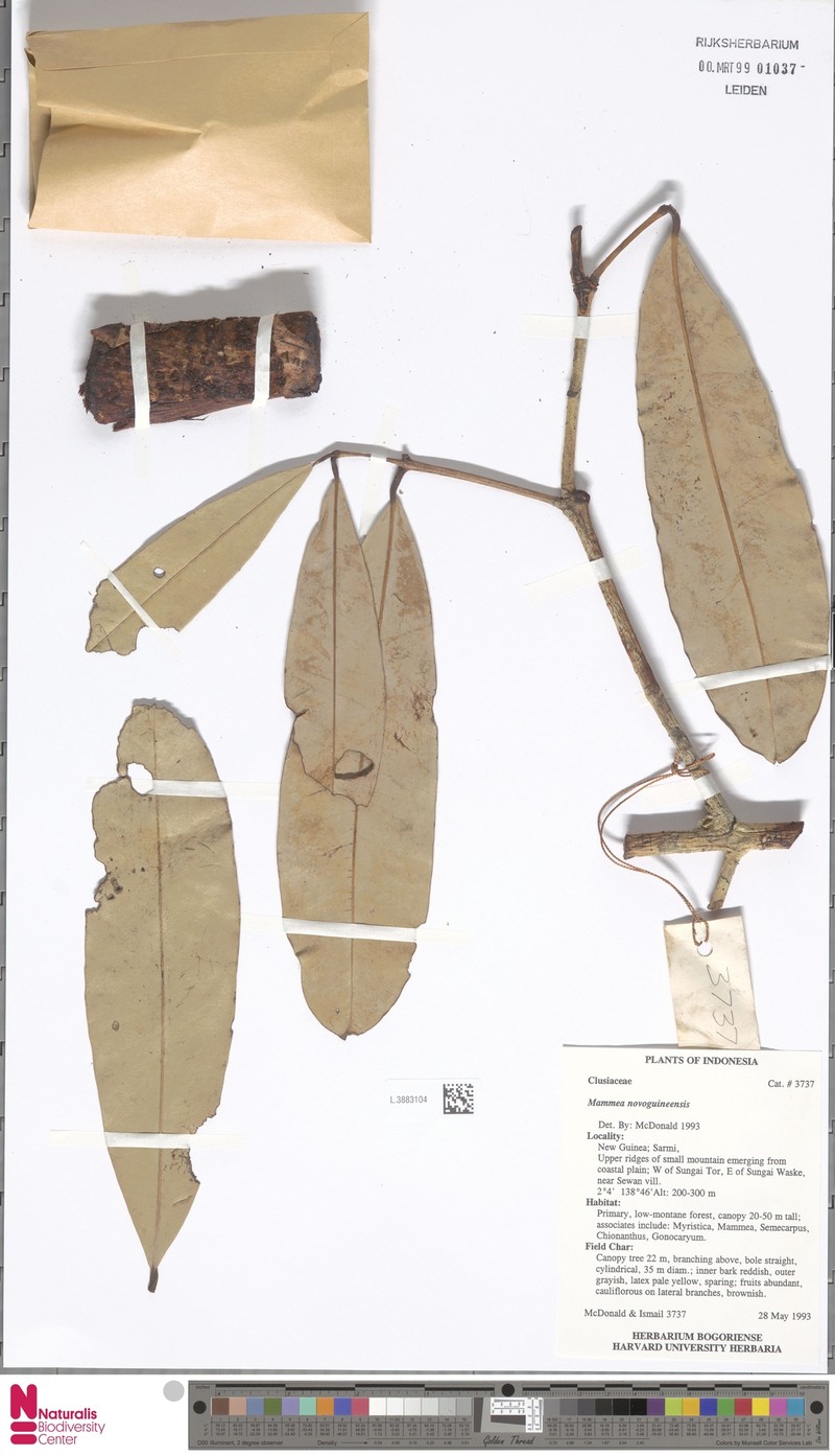 Mammea novoguineensis