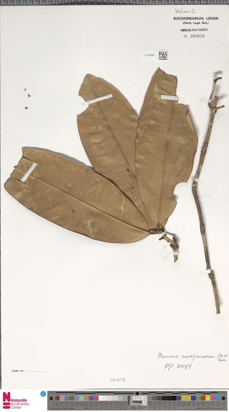 Mammea novoguineensis photo 2