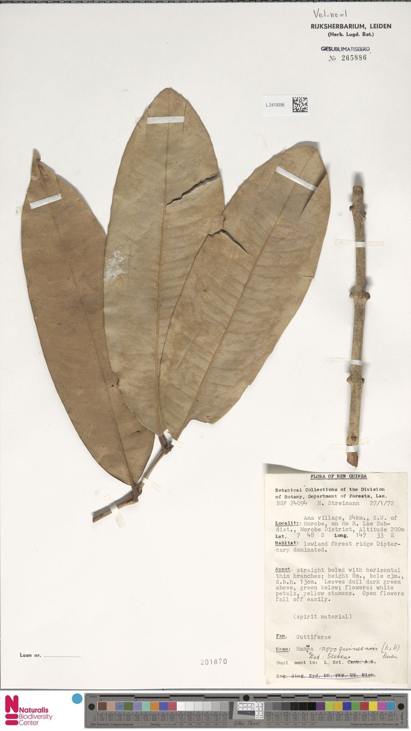 Mammea novoguineensis photo 3