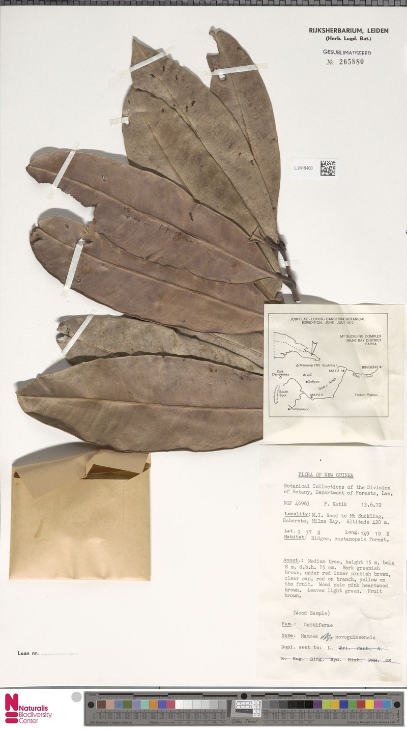 Mammea novoguineensis photo 4