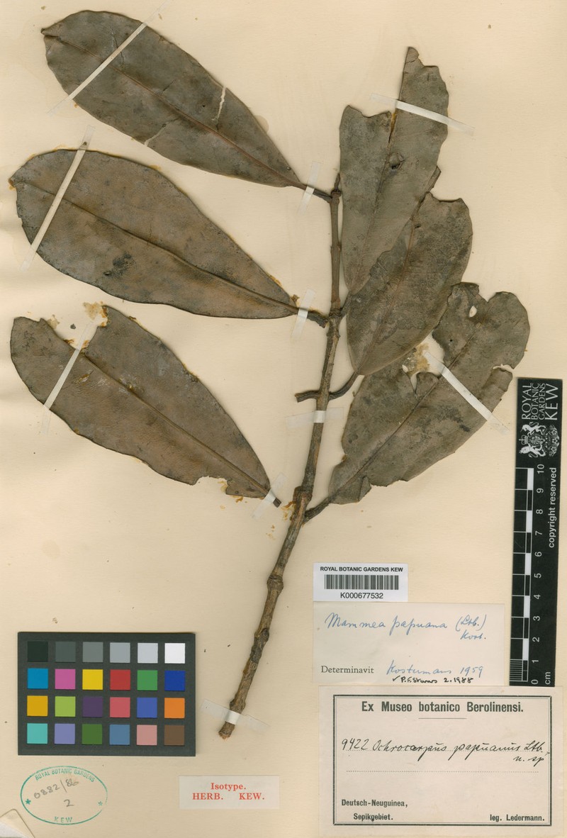 Mammea papuana