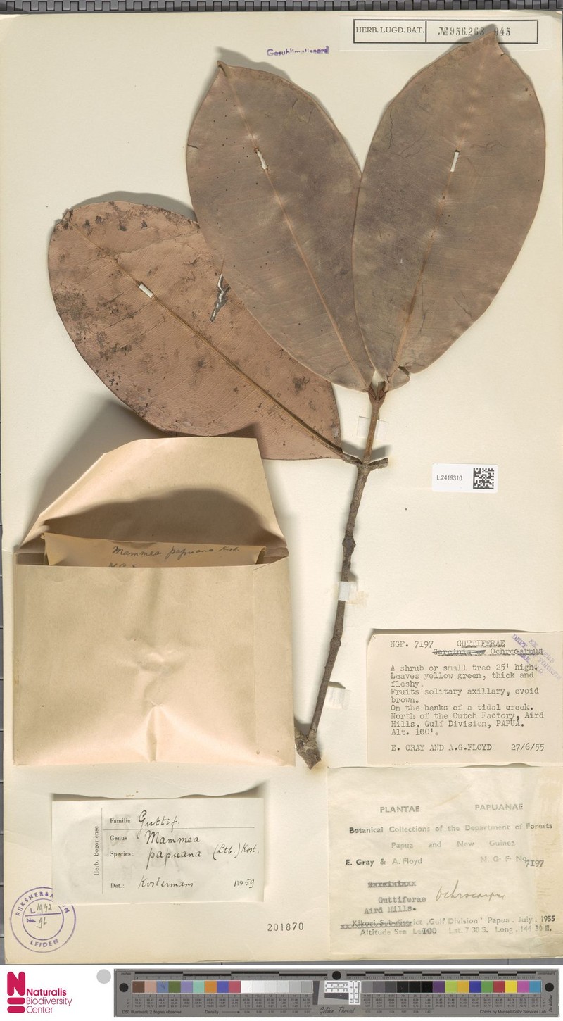 Mammea papuana photo 2
