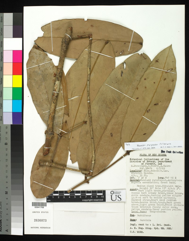 Mammea papyracea