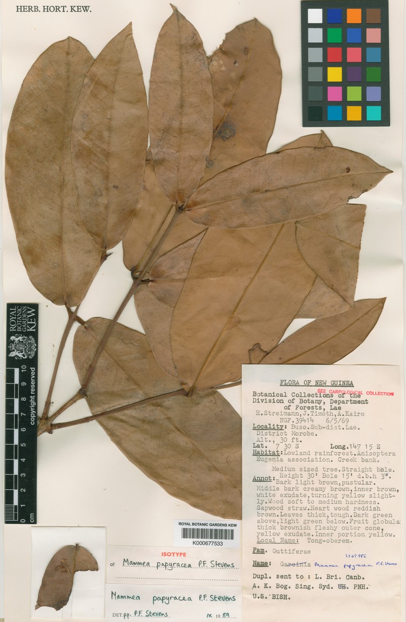 Mammea papyracea photo 2