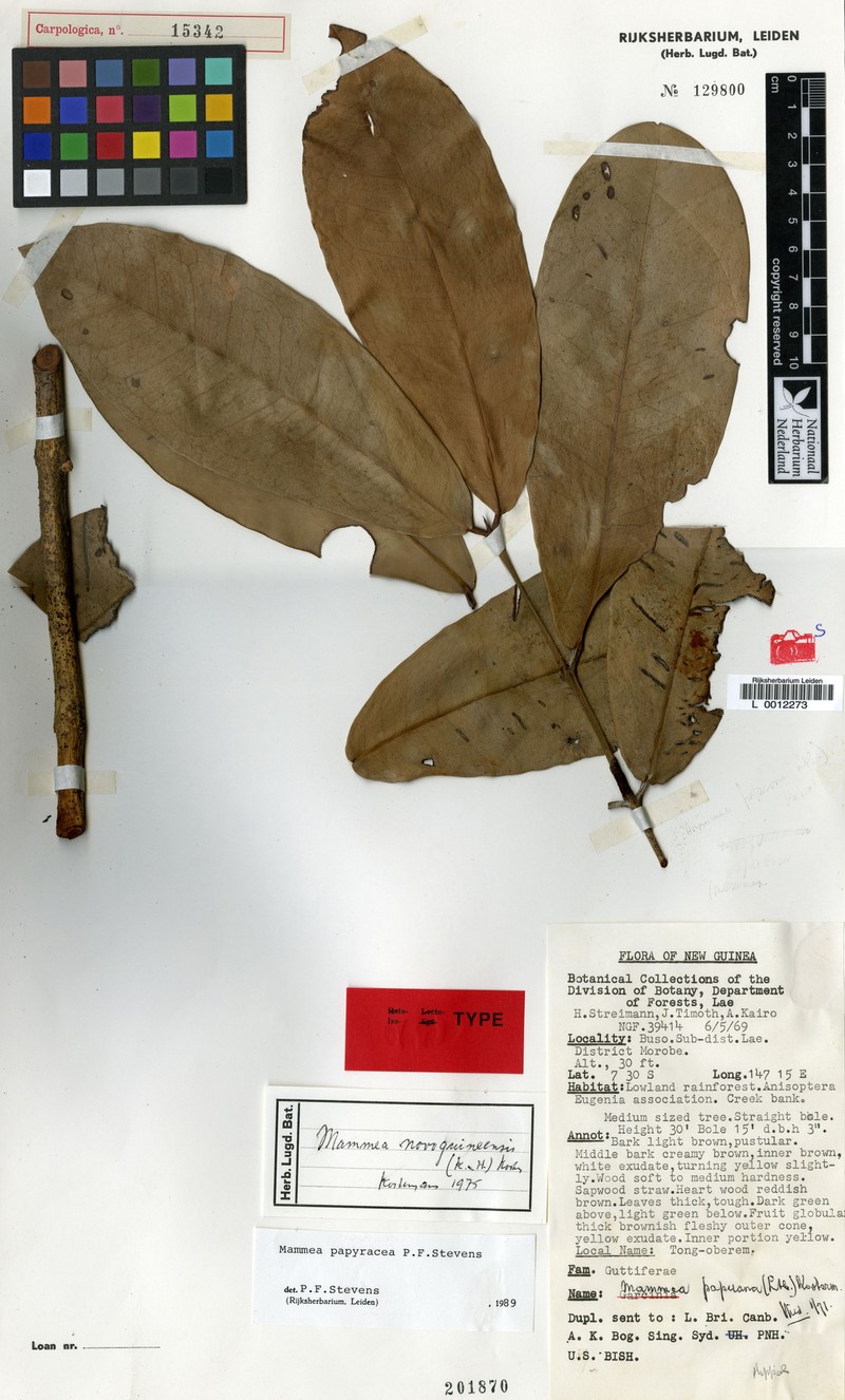 Mammea papyracea photo 3