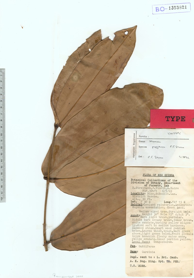 Mammea papyracea photo 4