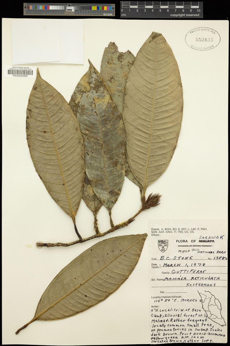 Mammea reticulata