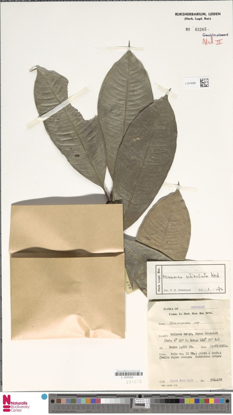 Mammea reticulata photo 2