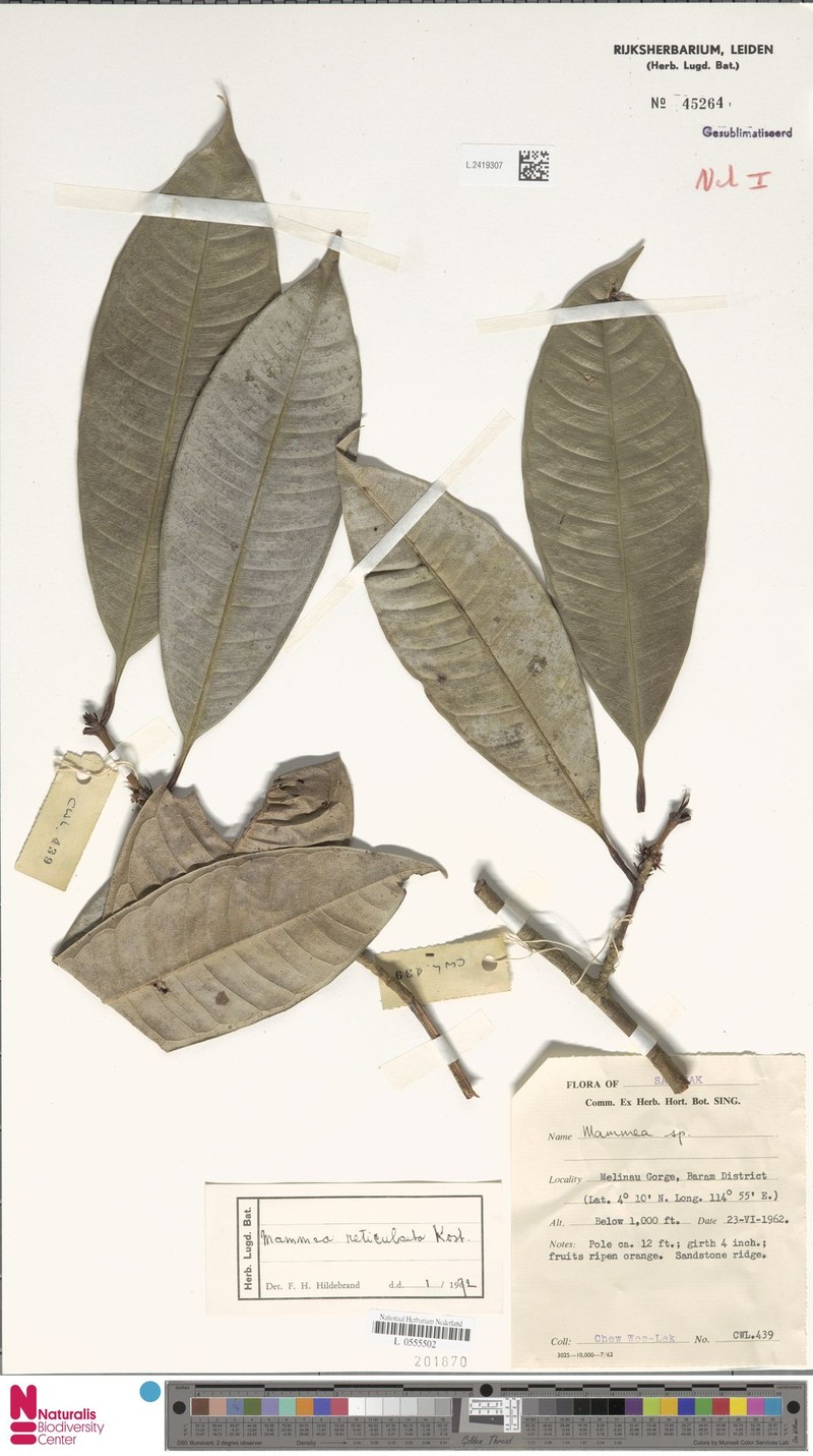 Mammea reticulata photo 3