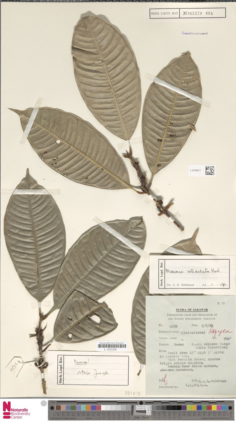 Mammea reticulata photo 4