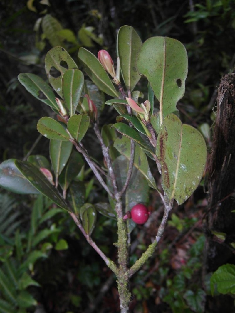 Mammea sessiliflora