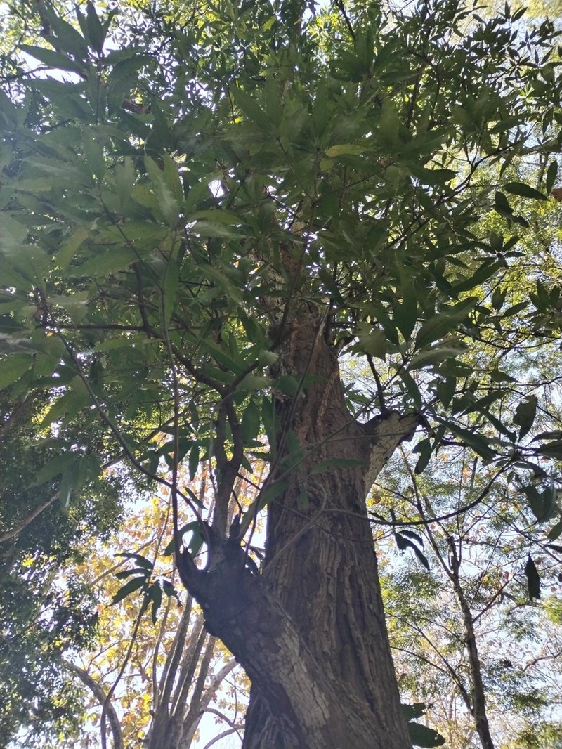 Mammea siamensis