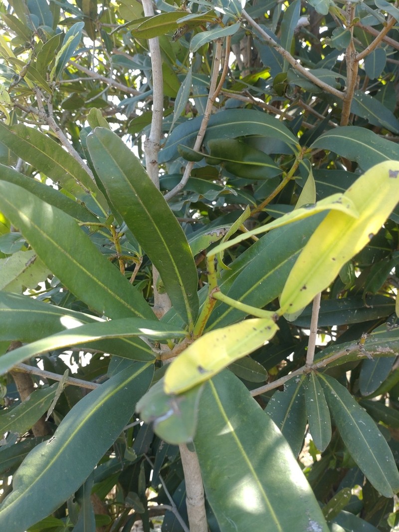 Mammea siamensis photo 2