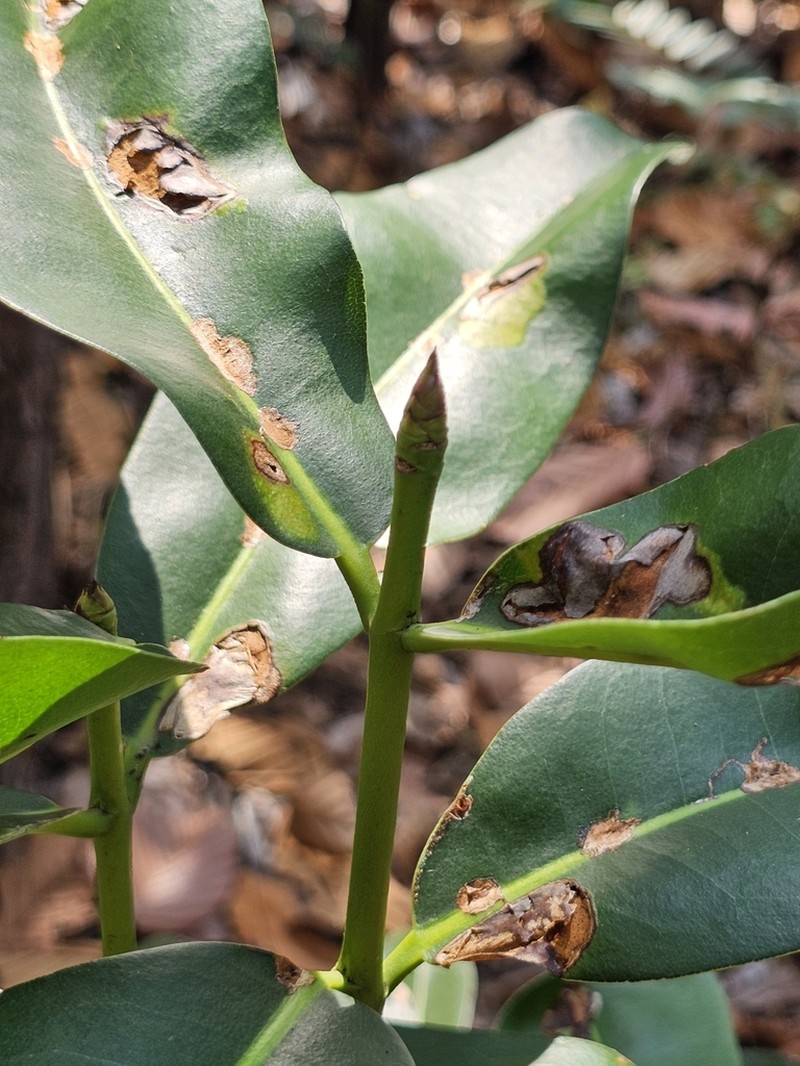 Mammea siamensis photo 3