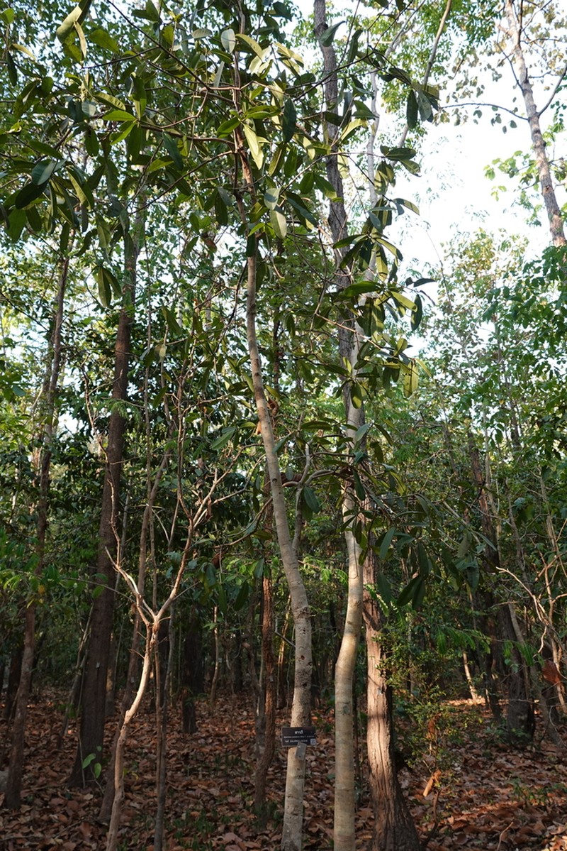 Mammea siamensis photo 4