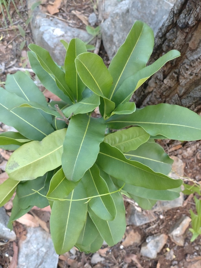 Mammea siamensis photo 5