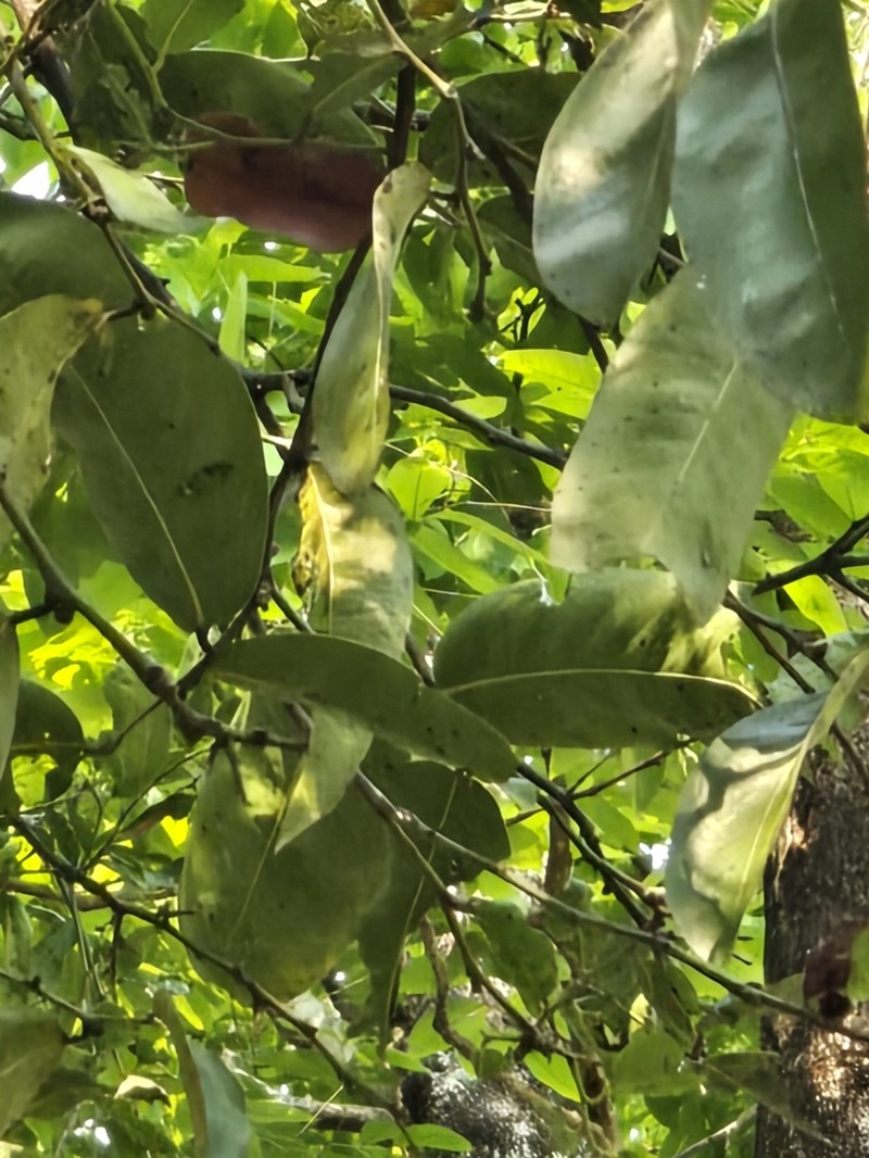 Mammea siamensis photo 6