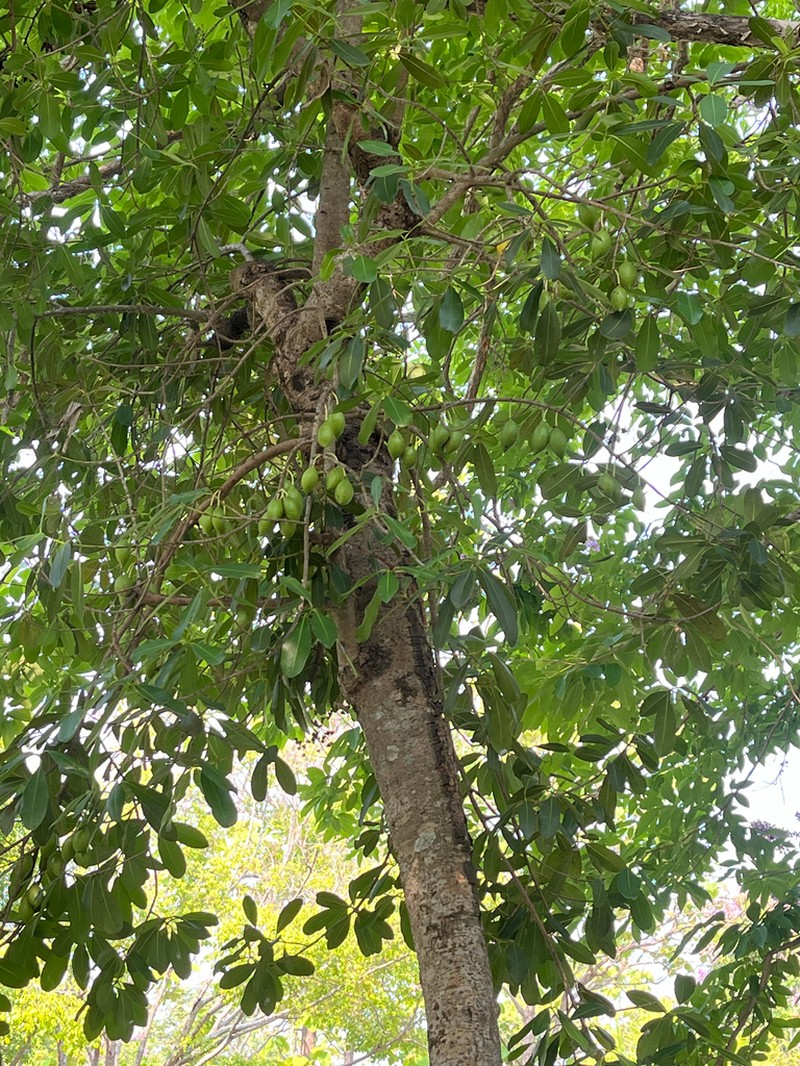 Mammea siamensis photo 7