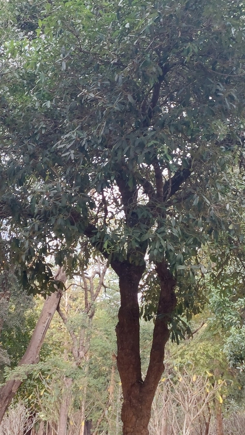 Mammea siamensis photo 8