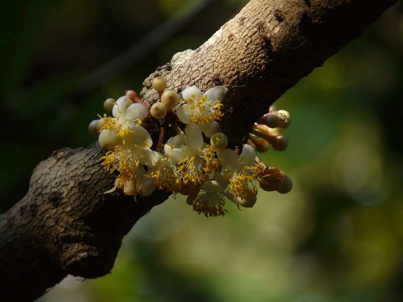 Mammea suriga