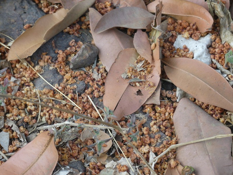 Mammea suriga photo 5