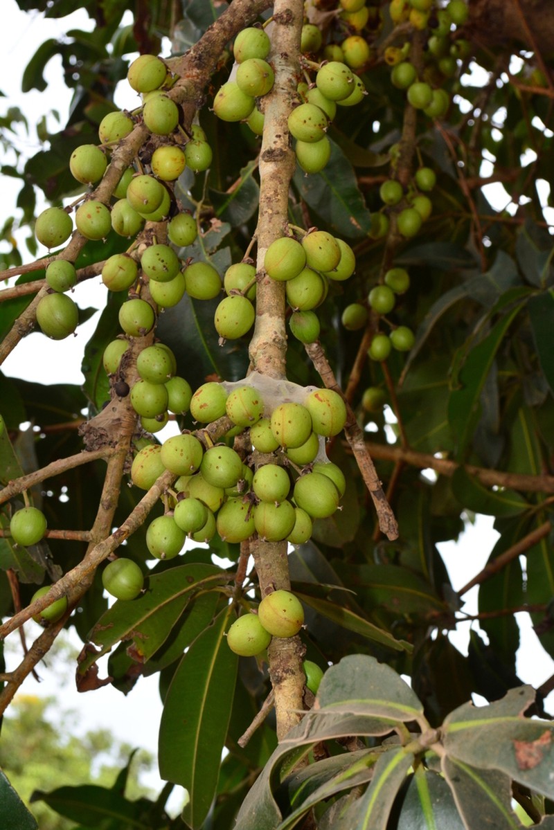 Mammea suriga photo 6
